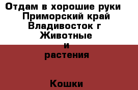 Отдам в хорошие руки! - Приморский край, Владивосток г. Животные и растения » Кошки   . Приморский край,Владивосток г.